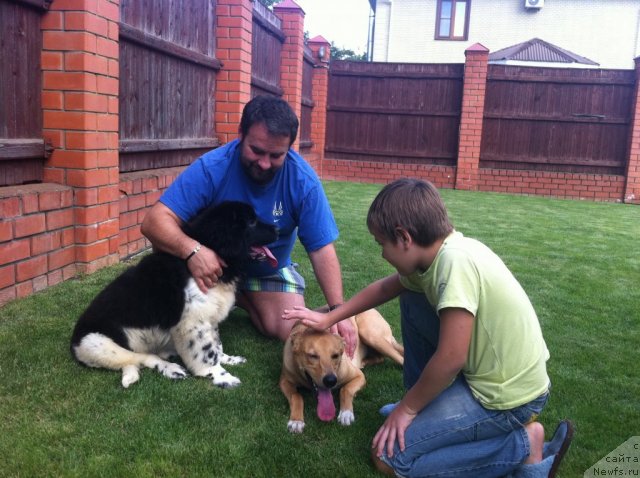 Фото: ньюфаундленд Плюшевая Панда Ультра Модная Штучка (Plushevaya Panda Ultra Modnaja Schtutschka)