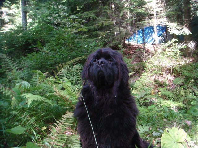 Фото: ньюфаундленд Спасатель с Берега Дона (Spasatel' s Berega Dona)