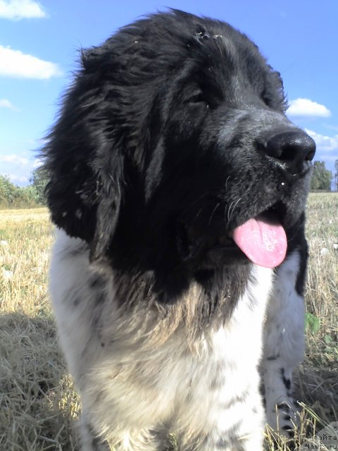 Фото: ньюфаундленд Супер Бизон Екатеринбург (Super Bizon Ekaterinburg)