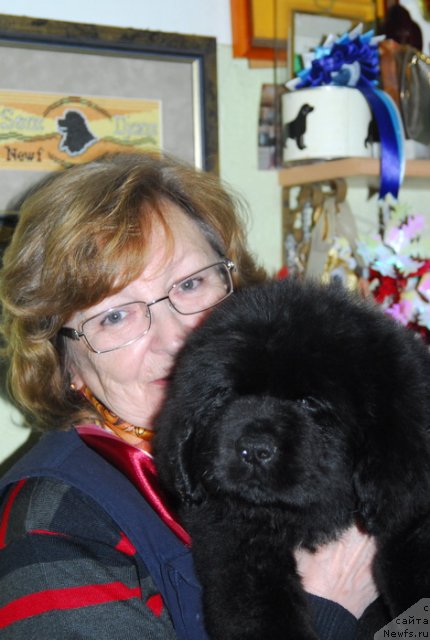 Фото: ньюфаундленд Сент Джонс Ричард Блек Голд (Sent Djons Richard Black Gold)