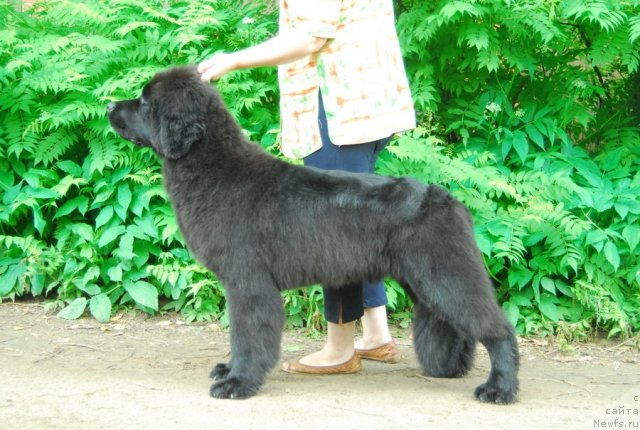 Фото: ньюфаундленд Сент Джонс Ричард Блек Голд (Sent Djons Richard Black Gold)