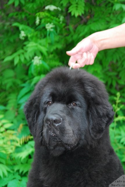 Фото: ньюфаундленд Сент Джонс Ричард Блек Голд (Sent Djons Richard Black Gold)