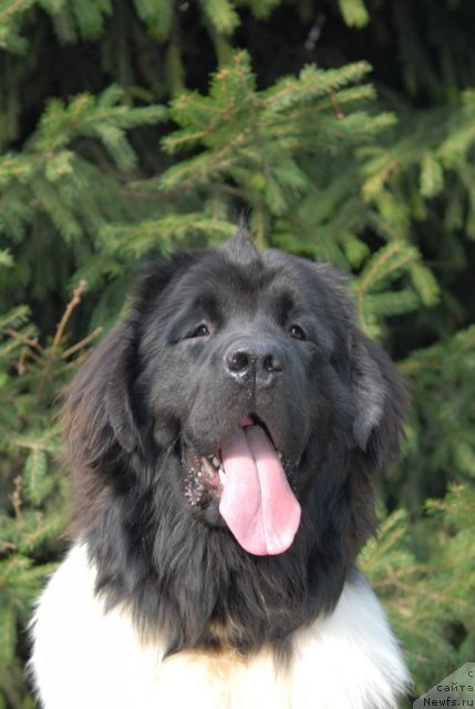 Фото: ньюфаундленд Threeponds Sunny Flower for Sent Djons