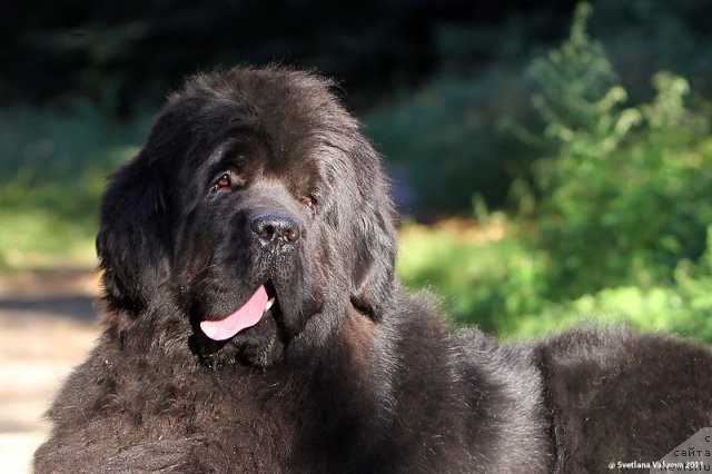 Фото: ньюфаундленд Bowaters Braveheart Nuo Ozo Kalvu