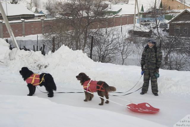 Фото: ньюфаундленд Юган с Тоянова Городка (Ygan s Toyanova Gorodka), ньюфаундленд Лесная Сказка Изольда, Игорь Момот