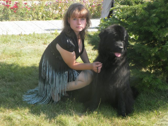 Фото: ньюфаундленд Фиаметтахауз Монако Принцесс (Fiamettahauz Monaco Princess), Виктория Замятина