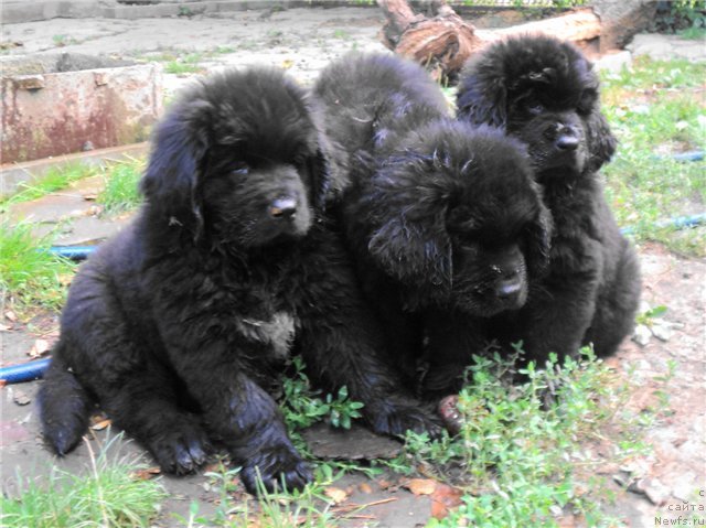 Фото: дети Фиджи и Миши