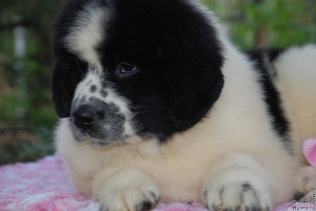 Фото: ньюфаундленд Флюфи Аваланч Сатисфастион оф Май Амбитионс (Fluffy Avalanche Satisfaction of My Ambitions)