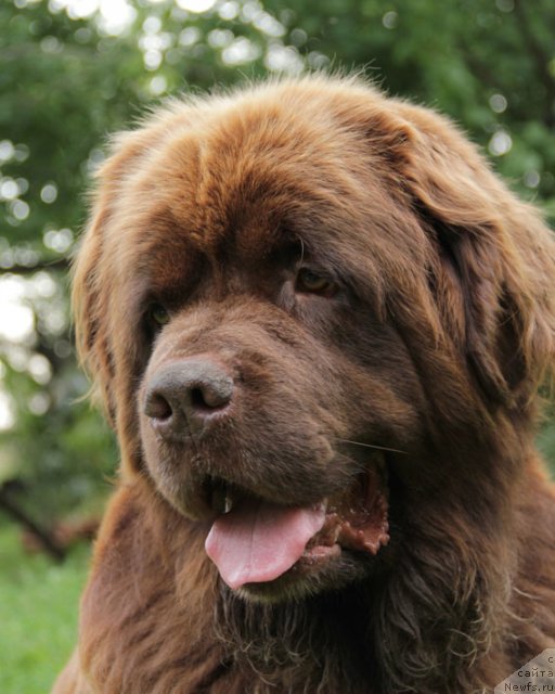 Фото: ньюфаундленд Игерма из Академии Шоколада (Igerma iz Akademii Shokolada)