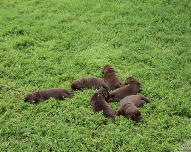 Фото: ньюфаундленд Игерма из Академии Шоколада (Igerma iz Akademii Shokolada)