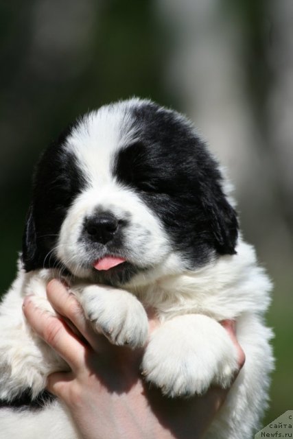 Фото: ньюфаундленд Флюфи Аваланч Сатисфастион оф Май Амбитионс (Fluffy Avalanche Satisfaction of My Ambitions)