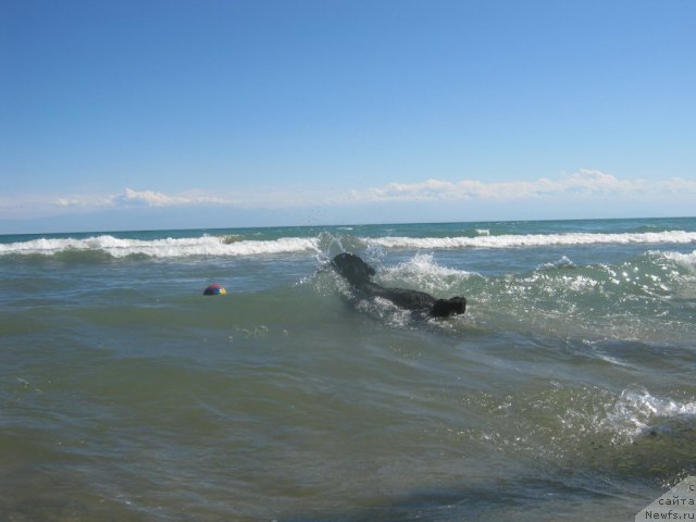 Фото: ньюфаундленд Женевьев Гарни Ледэн