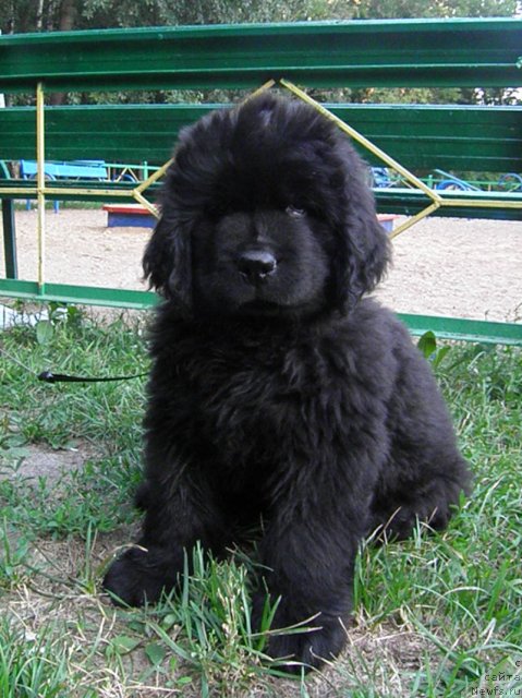 Фото: ньюфаундленд Zhdanny Syn Vialiki Miadzvedz