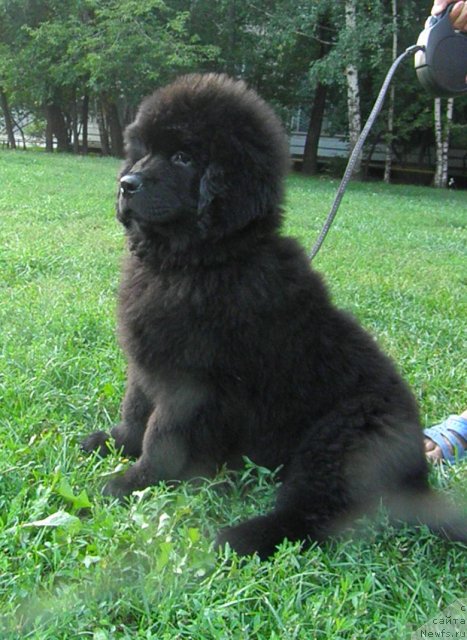 Фото: ньюфаундленд Zhdanny Syn Vialiki Miadzvedz