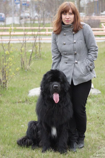 Фото: ньюфаундленд Супер Премиум Европейский Вариант