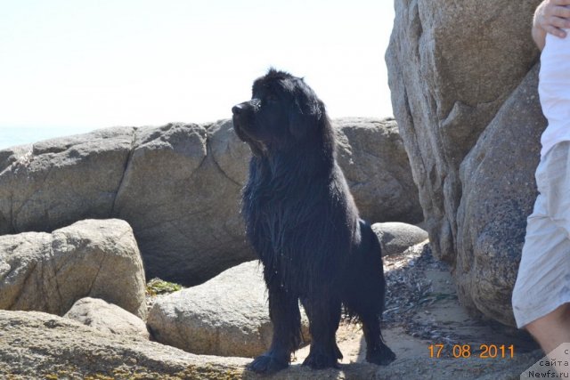 Фото: ньюфаундленд I'm Little Princess Midnight Bear