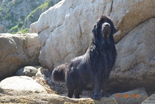 Фото: ньюфаундленд I'm Little Princess Midnight Bear