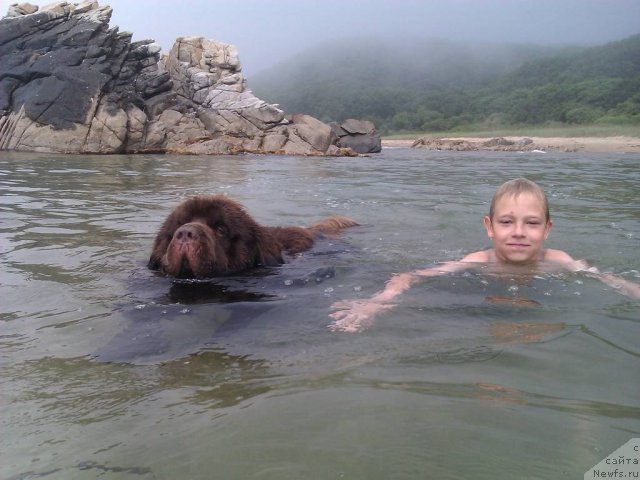 Фото: ньюфаундленд Синдбад Мореход