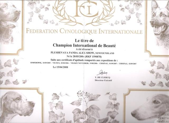 Фото: ньюфаундленд Плюшевая Панда Алекс Шоу (Plushevaya Panda Alex Show)