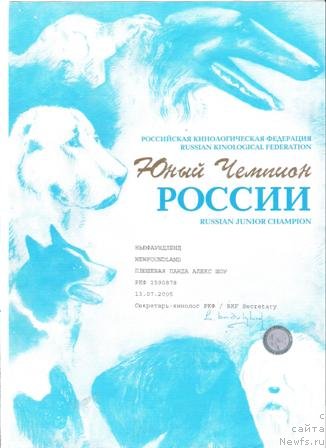 Фото: ньюфаундленд Плюшевая Панда Алекс Шоу (Plushevaya Panda Alex Show)