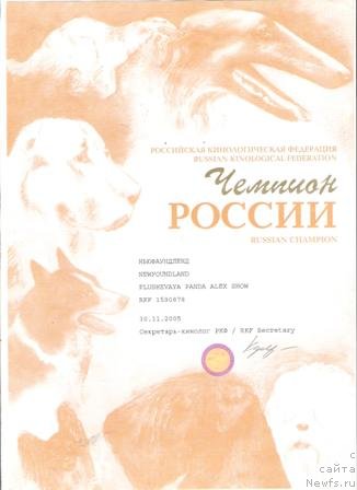 Фото: ньюфаундленд Плюшевая Панда Алекс Шоу (Plushevaya Panda Alex Show)