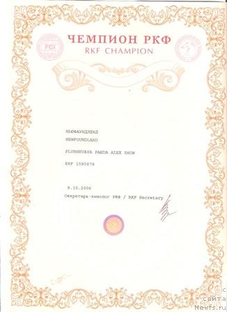 Фото: ньюфаундленд Плюшевая Панда Алекс Шоу (Plushevaya Panda Alex Show)