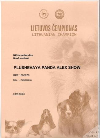 Фото: ньюфаундленд Плюшевая Панда Алекс Шоу (Plushevaya Panda Alex Show)