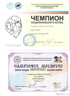 Фото: ньюфаундленд Плюшевая Панда Алекс Шоу (Plushevaya Panda Alex Show)