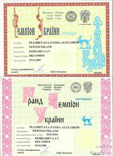 Фото: ньюфаундленд Плюшевая Панда Алекс Шоу (Plushevaya Panda Alex Show)
