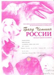 Фото: ньюфаундленд Плюшевая Панда Алекс Шоу (Plushevaya Panda Alex Show)