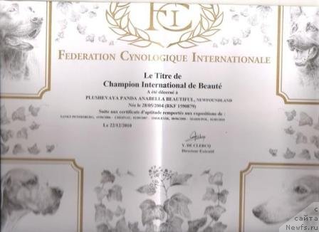 Фото: ньюфаундленд Плюшевая Панда Анабелла Бьютифул (Plushevaya Panda Anabella Beautiful)