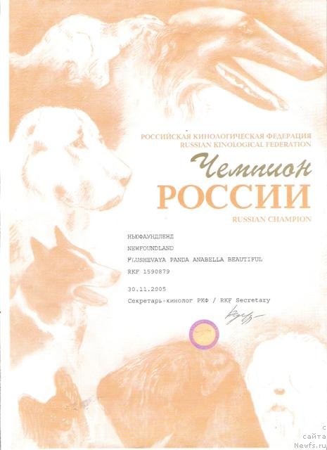 Фото: ньюфаундленд Плюшевая Панда Анабелла Бьютифул (Plushevaya Panda Anabella Beautiful)