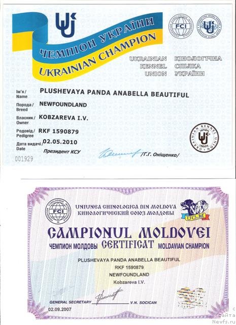 Фото: ньюфаундленд Плюшевая Панда Анабелла Бьютифул (Plushevaya Panda Anabella Beautiful)