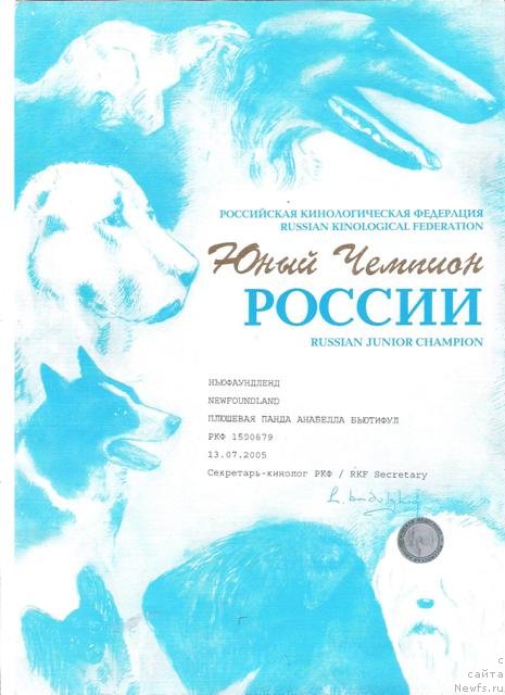 Фото: ньюфаундленд Плюшевая Панда Анабелла Бьютифул (Plushevaya Panda Anabella Beautiful)