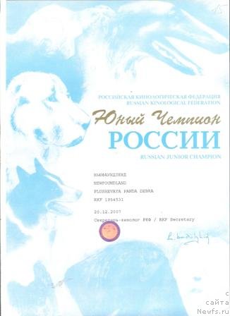 Фото: ньюфаундленд Плюшевая Панда Дэбра (Plushevaya Panda Debra)