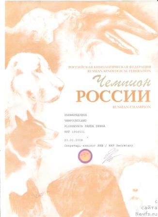 Фото: ньюфаундленд Плюшевая Панда Дэбра (Plushevaya Panda Debra)