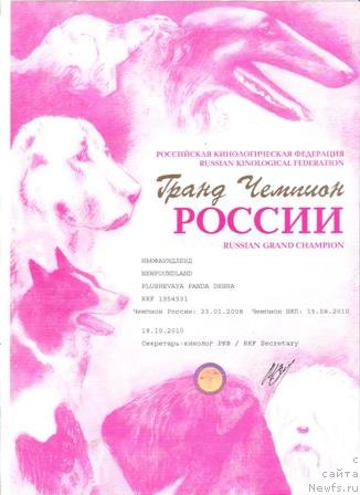 Фото: ньюфаундленд Плюшевая Панда Дэбра (Plushevaya Panda Debra)