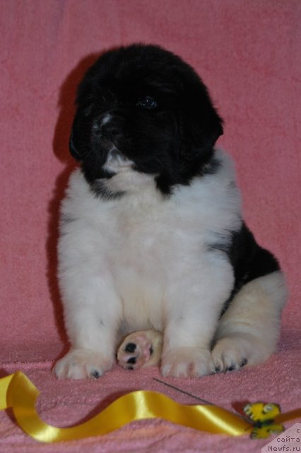 Фото: ньюфаундленд Частичка Сердца от Сибирского Медведя