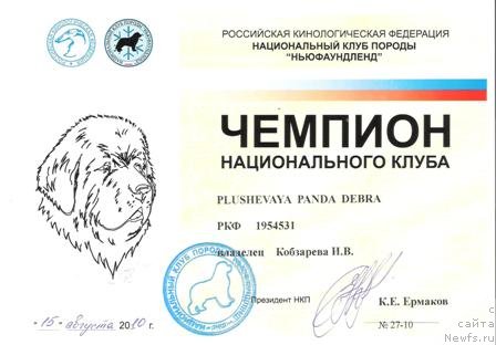 Фото: ньюфаундленд Плюшевая Панда Дэбра (Plushevaya Panda Debra)