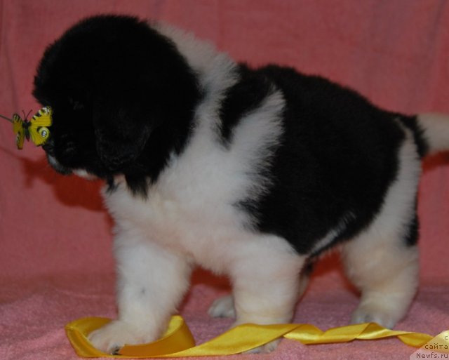 Фото: ньюфаундленд Частичка Сердца от Сибирского Медведя