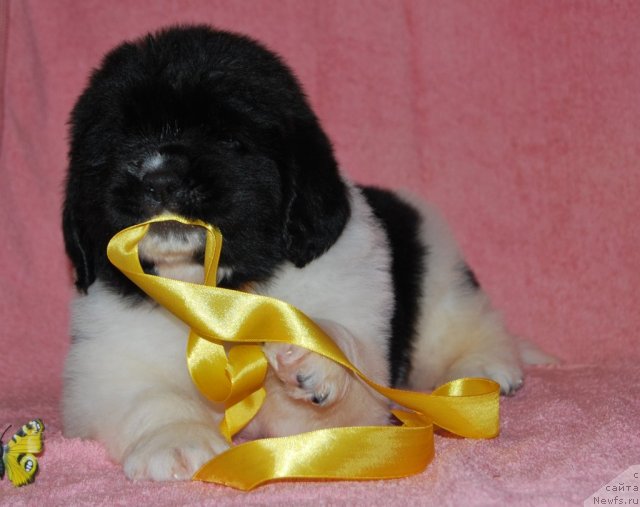 Фото: ньюфаундленд Частичка Сердца от Сибирского Медведя