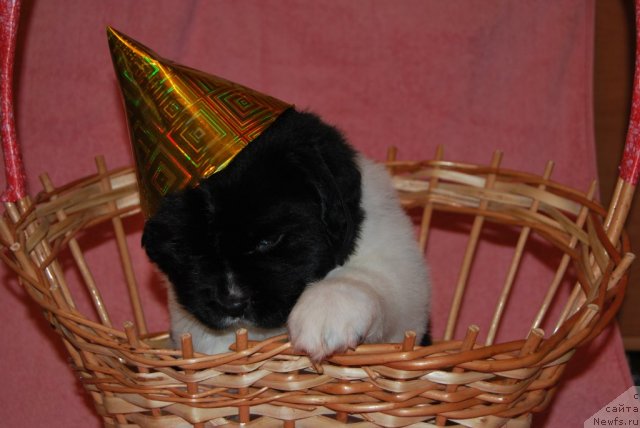 Фото: ньюфаундленд Чарующая Взглядом от Сибирского Медведя