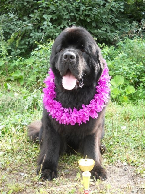 Фото: ньюфаундленд Акватория Келвин Килиманджаро (Aquatoriya Kelvin Kilimandzharo)