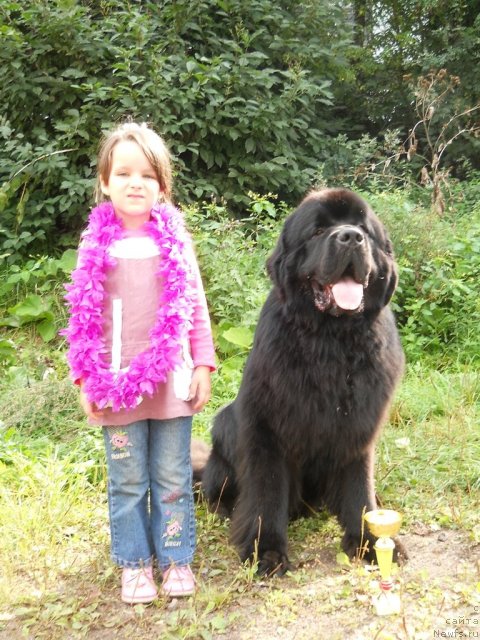 Фото: ньюфаундленд Акватория Келвин Килиманджаро (Aquatoriya Kelvin Kilimandzharo)