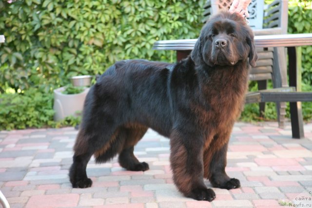 Фото: ньюфаундленд Сент Джонс Хендсел фо Ми (Sent Djons Handsel for Me)