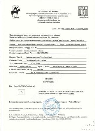 Фото: ньюфаундленд Плюшевая Панда Дэбра (Plushevaya Panda Debra)