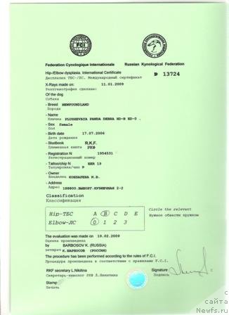 Фото: ньюфаундленд Плюшевая Панда Дэбра (Plushevaya Panda Debra)