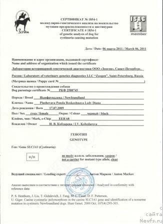 Фото: ньюфаундленд Плюшевая Панда Роскошная Леди Диана (Plushevaya Panda Roskoshnaya Lady Diana)