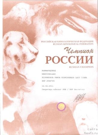 Фото: ньюфаундленд Плюшевая Панда Роскошная Леди Диана (Plushevaya Panda Roskoshnaya Lady Diana)