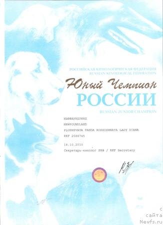 Фото: ньюфаундленд Плюшевая Панда Роскошная Леди Диана (Plushevaya Panda Roskoshnaya Lady Diana)